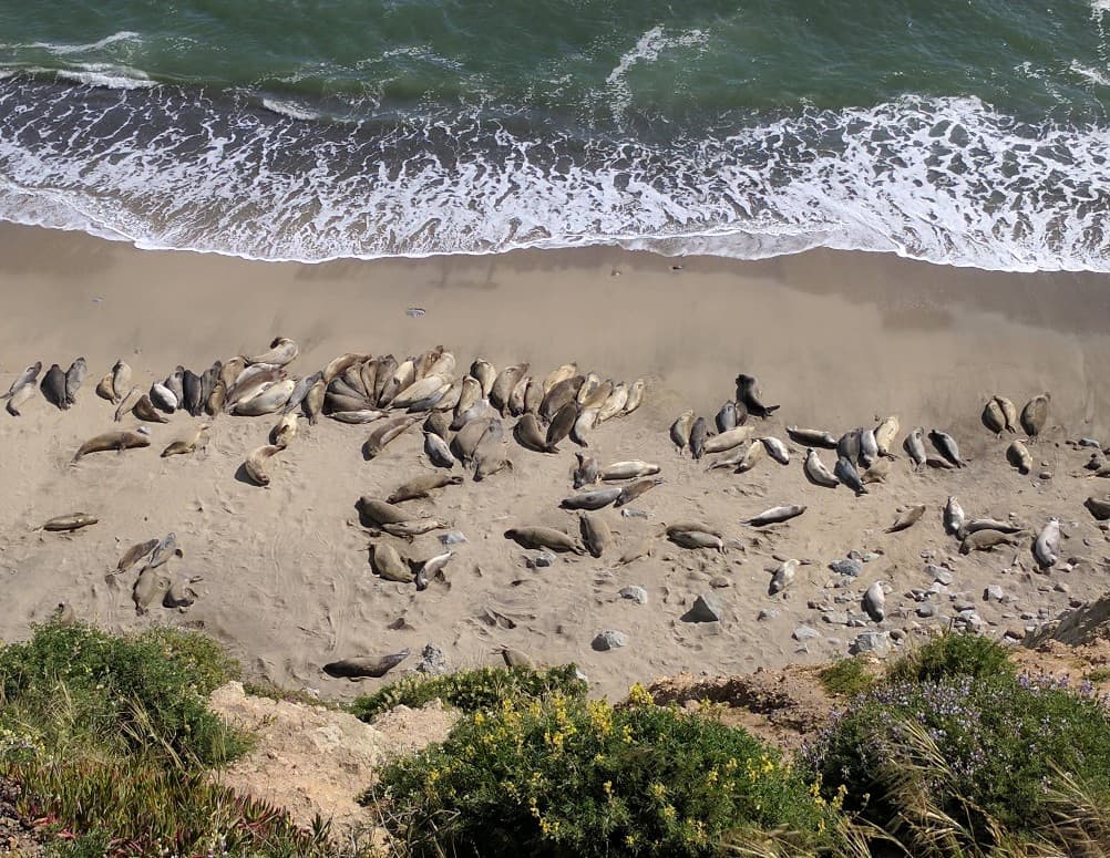 Sea lions at Point Reyes