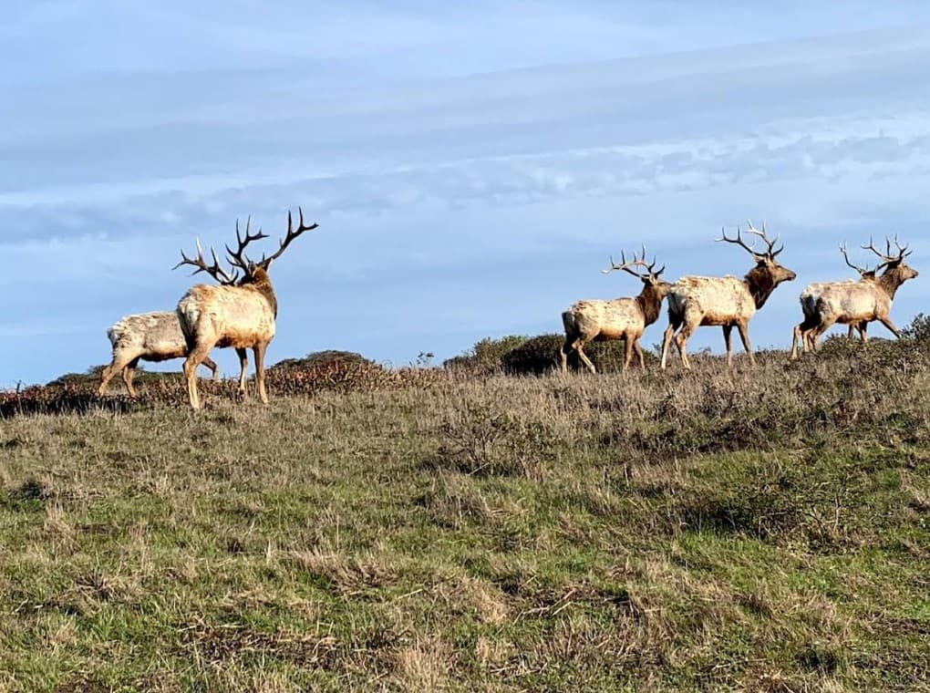 Elk herd near Tomales Point